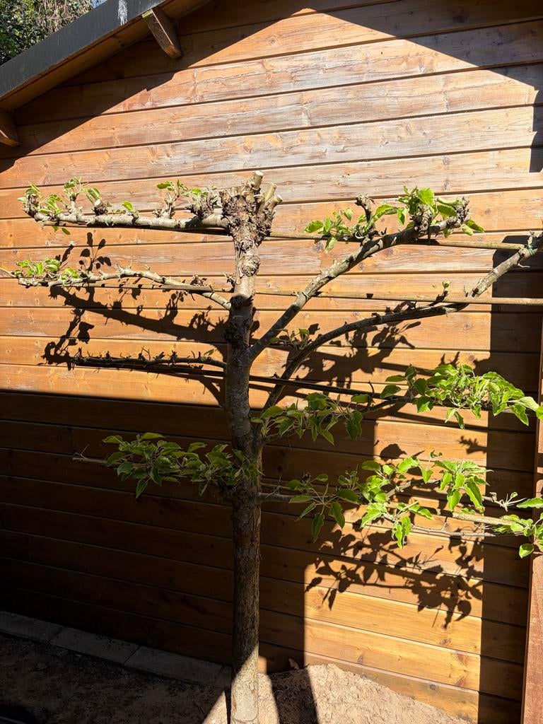Oude Peren Lei Boom - Bloeit Prachtig!, Ophalen, Lente, Volle zon, Perenboom