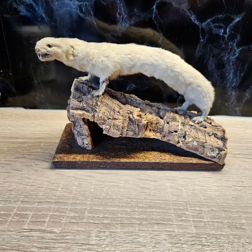 Hermelijn op kurk opgezet opgezette taxidermy taxidermie, Verzamelen, Dierenverzamelingen, Ophalen of Verzenden, Gebruikt, Wild dier
