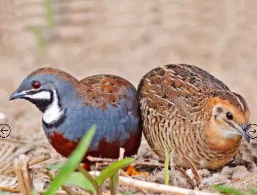 chinese dwergkwartels, Meerdere dieren