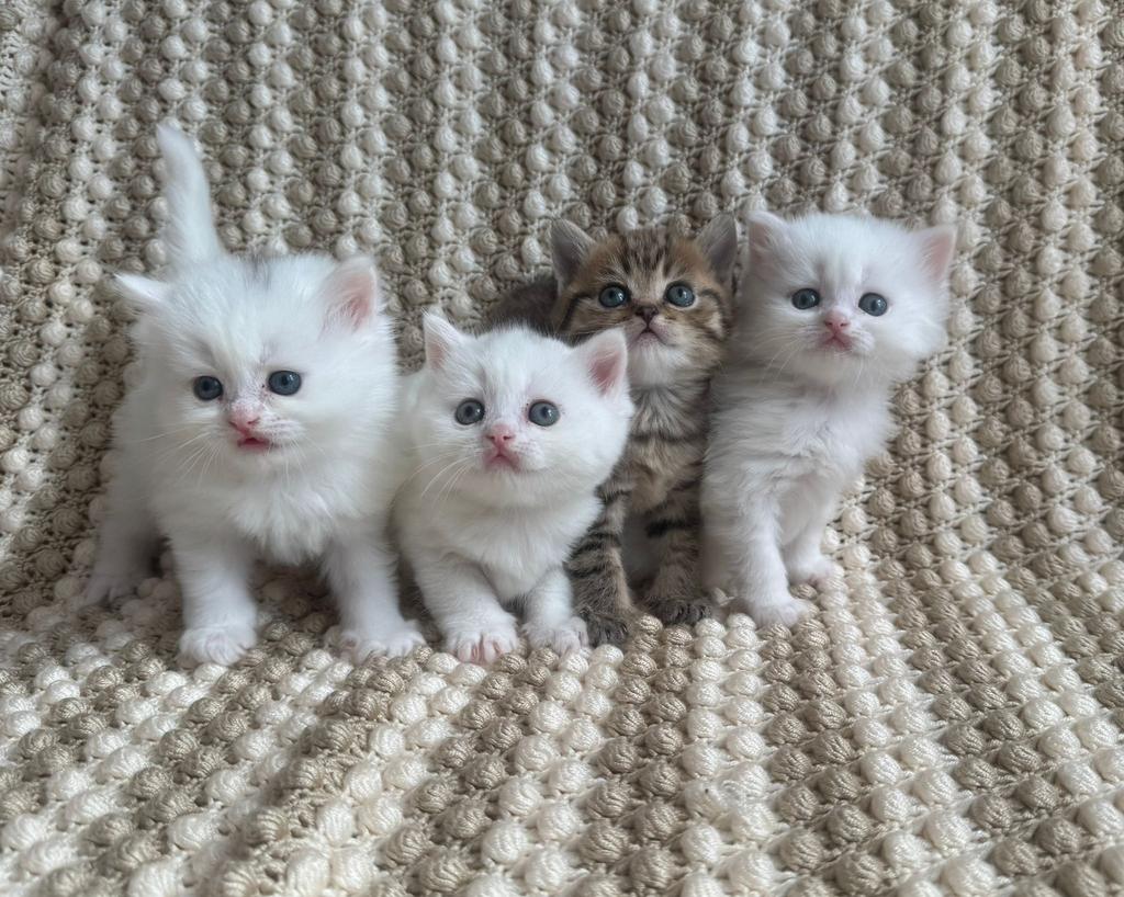 Prachtige Raszuivere Britse Korthaar Kittens + Kittenpakket!, Meerdere dieren, Ontwormd, 0 tot 2 jaar