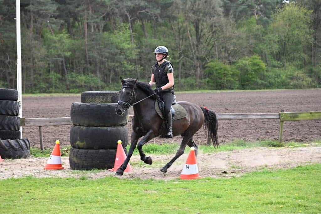 Super leuke ondeugende pony, Merrie, Met stamboom, B, 7 tot 10 jaar