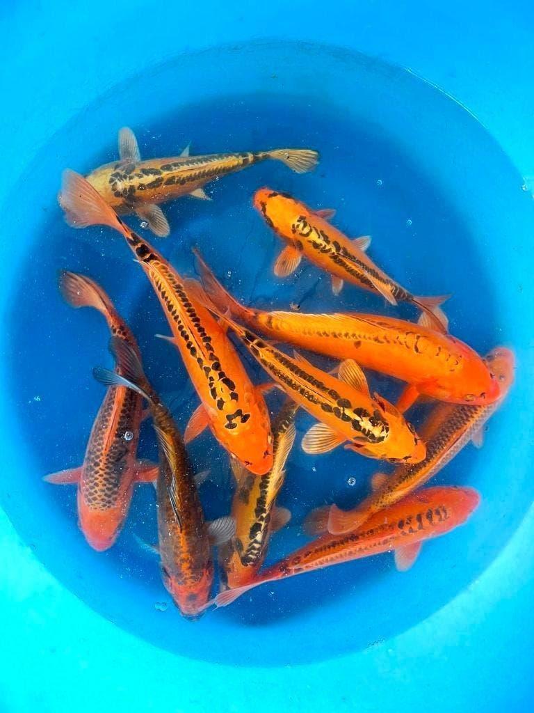 Grote keus Japankoi 10 tot 55 cm groot,bekende kwekers, Karper of Koi