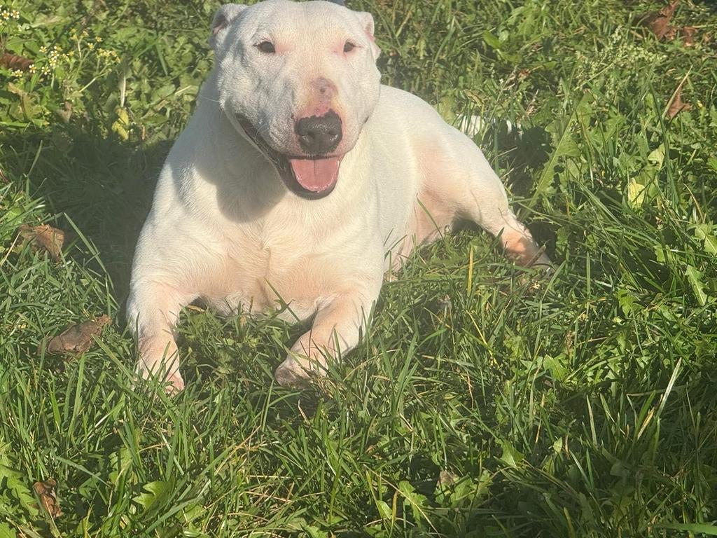 Te koop mooie mini Bull Terriër teef, Dieren en Toebehoren, Honden | Jack Russells en Terriërs, Nederland, 8 tot 15 weken, Teef