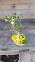 Bonsai Ilex, Tuin en Terras, Planten | Bomen, Halfschaduw, Overige soorten, Lente, Minder dan 100 cm