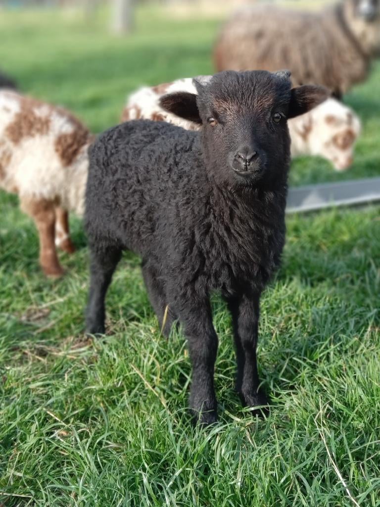 Skudde ram lam, Dieren en Toebehoren, Schapen, Geiten en Varkens, Mannelijk, Schaap