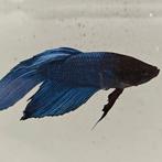 Betta splendens man 02, Vis