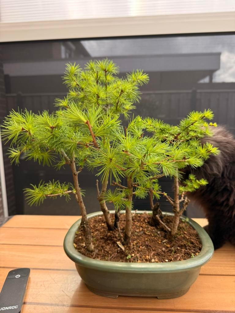 Pre bonsai Larix decidua bos, Volle zon, Vaste plant, Bloeit niet, Ophalen