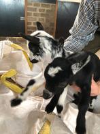 2 dwerggeiten lammetjes., Vrouwelijk, Geit