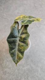 Alocasia Pseudo Sanderiana Aurea Variegata, Ophalen of Verzenden, Halfschaduw, Minder dan 100 cm