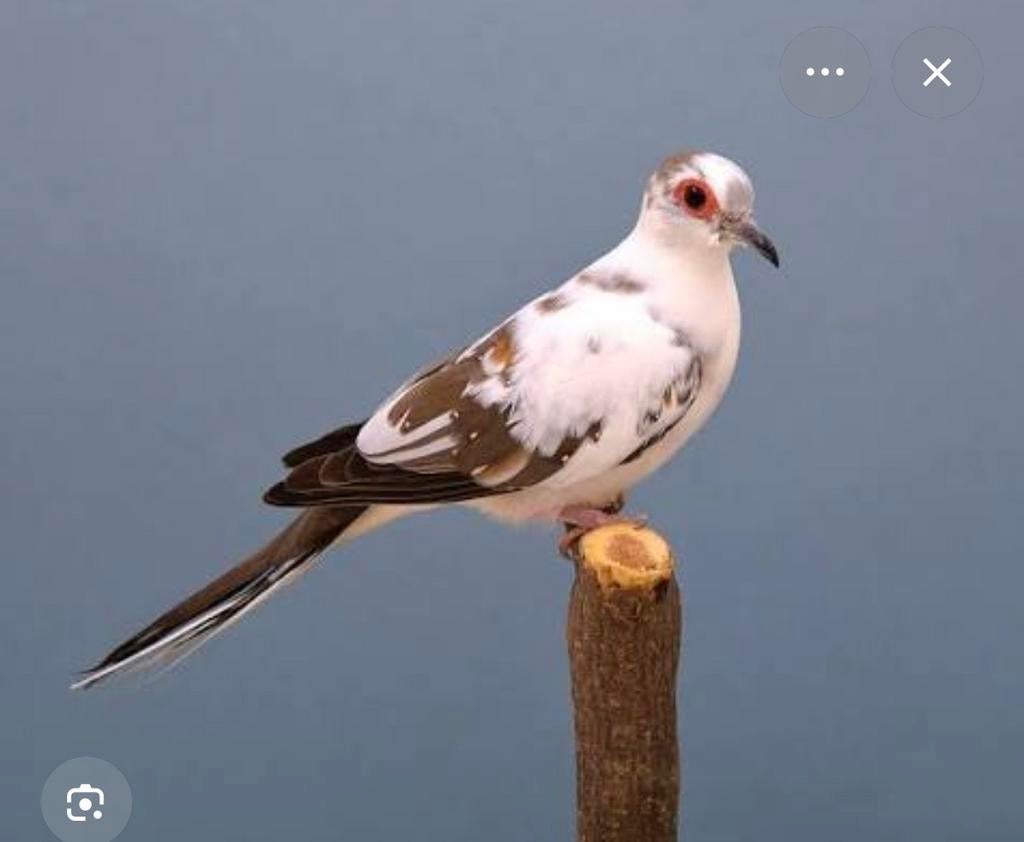 Diamantduif doffer te ruil, Dieren en Toebehoren, Mannelijk, Overige soorten