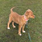 Nova scotia duck tolling retriever pup teef, Dieren en Toebehoren, Parvo, Overige rassen, 8 tot 15 weken, Teef