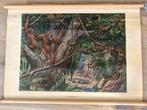 Oude schoolplaat jungle Borneo - Wolters, Ophalen