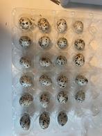 Broedeieren japanse kwartels, Dieren en Toebehoren, Pluimvee, Geslacht onbekend, Overige soorten