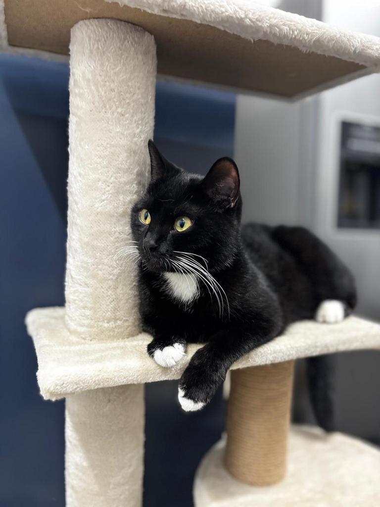 Half britse korthaar kitten, 0 tot 2 jaar