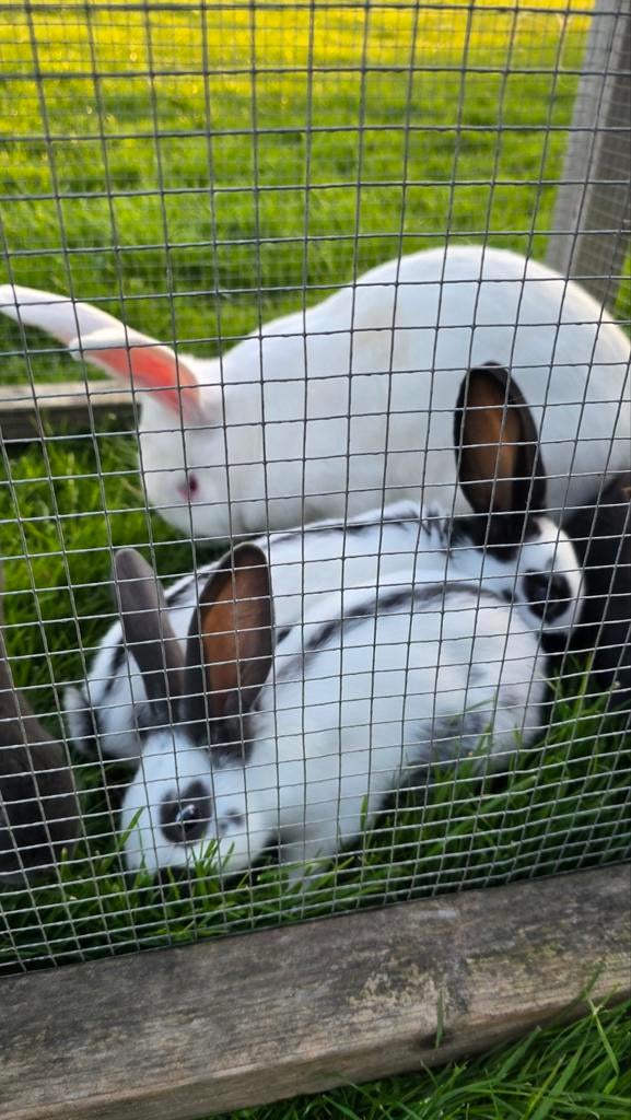 Jonge konijnen lotharinger/vlaamse reus, Dieren en Toebehoren, Konijnen, Mannelijk, Groot, 0 tot 2 jaar