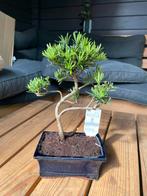 Bonsai Podocarpus, Overige soorten, Vaste plant, Ophalen of Verzenden, Bloeit niet