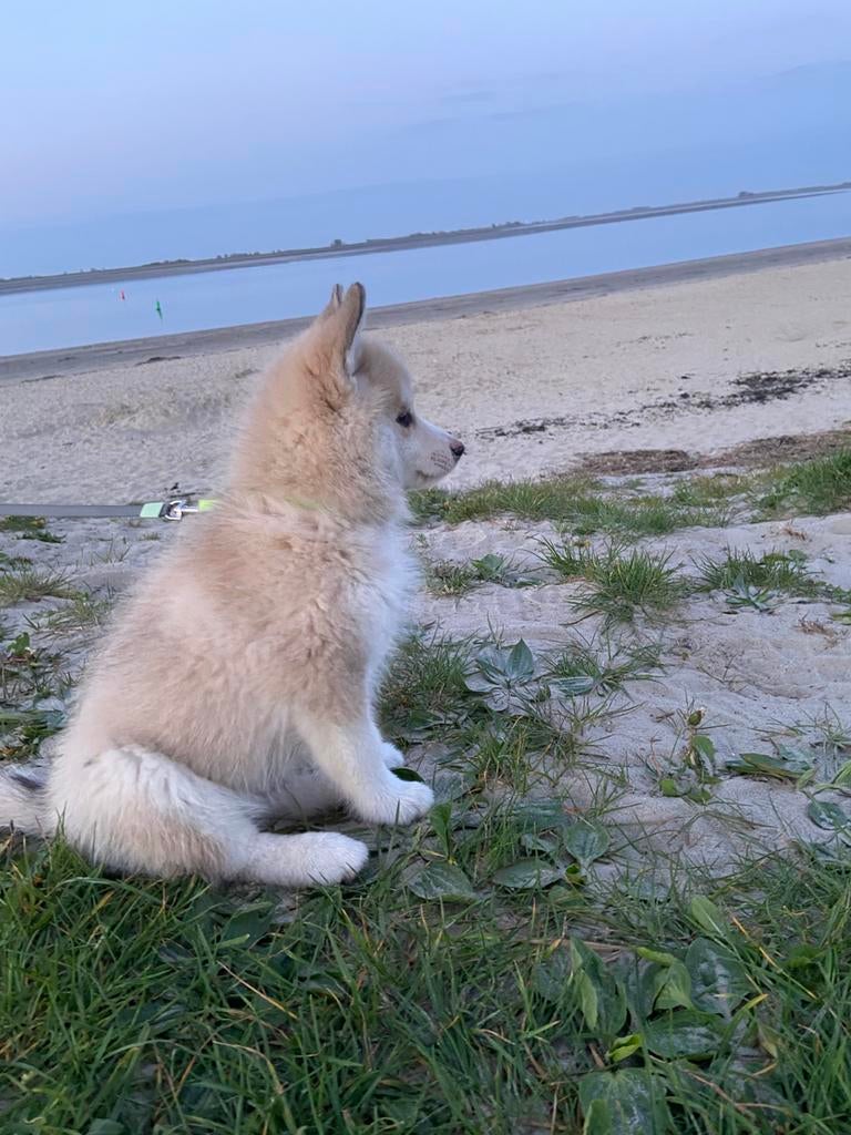 Super leuke lieve pomsky pup– Mag verhuizen! 🏠, Dieren en Toebehoren, Honden | Poolhonden, Keeshonden en Oertypen, Parvo, 8 tot 15 weken