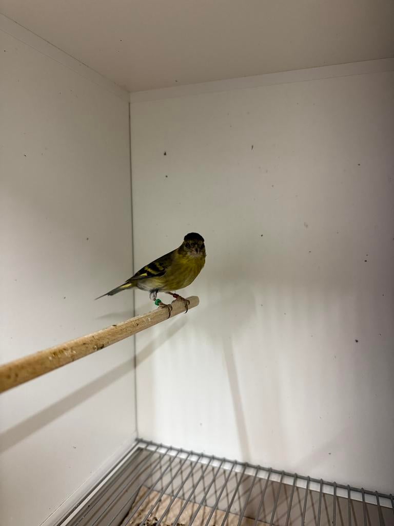 Te koop gevraagd man baardsijs, Dieren en Toebehoren, Vogels | Overige Vogels, Mannelijk, Tropenvogel, Geringd