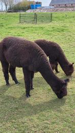 Super mooie fokmerrie alpaca., Dieren en Toebehoren, Overige Dieren, September, Vrouwelijk