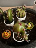 Cactus plantjes, Huis en Inrichting, Ophalen, Cactus, Volle zon, Minder dan 100 cm
