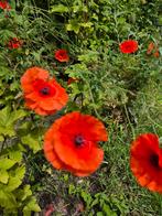 Klaproos zaden - Zaai direct in de volle grond!, Ophalen of Verzenden, Voorjaar, Volle zon, Zaad