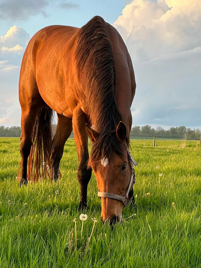 Te koop: Lieve merrie Frizzel (8 jaar), Dieren en Toebehoren, Paarden, Merrie, Recreatiepaard, 7 tot 10 jaar