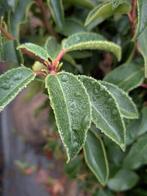 Portugese laurier, prunus lusitanica angustifolia 60-80, Tuin en Terras, Planten | Struiken en Hagen, Ophalen, Laurier, Haag, Minder dan 100 cm
