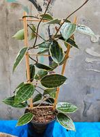 Hoya Macrophylla P17