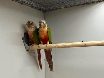 2-2 Pyrrhura Pineapple + DNA beschikbaar voor biedingen