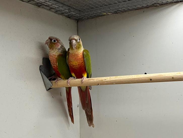 2-2 Pyrrhura Pineapple + DNA, Dieren en Toebehoren, Vogels | Parkieten en Papegaaien, Parkiet, Meerdere dieren, Geringd