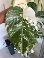 Monstera albo variegata stekje, Huis en Inrichting, Overige soorten, In pot, Minder dan 100 cm, Groene kamerplant