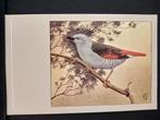 Aurora astrilde  ansichtkaart P Sluis getekend Rein Stuurman, Verzenden, Ongelopen, Vogel