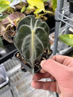Alocasia Venom - Zeldzame kamerplant, Huis en Inrichting, Kamerplanten, Overige soorten, In pot, Minder dan 100 cm, Groene kamerplant