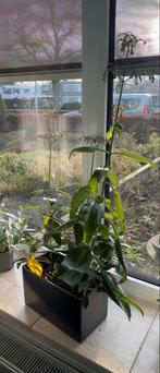 Kalanchoë daigremontiana 'Mother of Thousands', Huis en Inrichting, Kamerplanten, Vetplant, Ophalen of Verzenden, In pot, Minder dan 100 cm