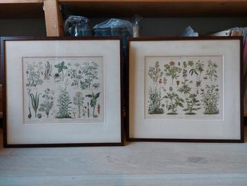 2 oude litho's uit 1902-1908 Giftpflanzen 1en 2 beschikbaar voor biedingen