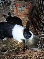 2 Prachtige hollander konijnen, Vrouwelijk, Middelgroot, 0 tot 2 jaar