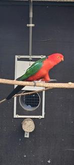 Te koop wegens wegvallen pop, Dieren en Toebehoren, Mannelijk, Parkiet, Geringd