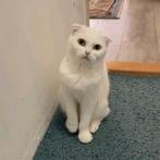 Lieve en schone Scottish Fold kat te koop 
Beschrij, Dieren en Toebehoren, Ophalen of Verzenden, Zo goed als nieuw