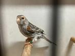 Rood Agaat Mozaïek Kanarie Pop, Dieren en Toebehoren, Vogels | Kanaries, Vrouwelijk, Kleurkanarie