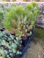 Pinus Pinea, Overige soorten, Lente, 400 cm of meer, Ophalen
