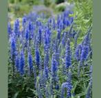 Ereprijs, inheemse plant. Spicata longifolia, Overige soorten, Volle zon, Vaste plant, Ophalen of Verzenden