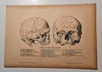 Antieke prent Schedel aangeduid volgens Galls systeem, Ophalen of Verzenden