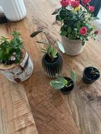 Plant met pot, Ophalen of Verzenden, Halfschaduw, Minder dan 100 cm