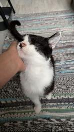 Luna one-eyed, big-hearted cat looking for a home, Kater, Gechipt, 3 tot 5 jaar
