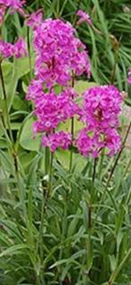 Te koop 3x bodembedekkende plant Lychnis viscaria Splendens, Tuin en Terras, Planten | Tuinplanten, Ophalen, Overige soorten, Halfschaduw