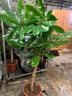 Schefflera op stam, Ophalen, Halfschaduw, Minder dan 100 cm