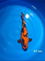 hele mooie Hi utsuri  47 cm mooi verdeeld, Karper of Koi