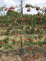 Fruitbomen in leivorm / Leibomen / Appel boom, Tuin en Terras, Planten | Fruitbomen, Ophalen, Lente, Appelboom, Halfschaduw