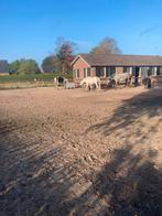 Paarden, Dieren en Toebehoren, Stalling en Weidegang, Stalling