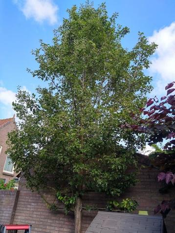 Snoeiwerk heggen, struiken, fruitbomen, leibomen, knotbomen beschikbaar voor biedingen